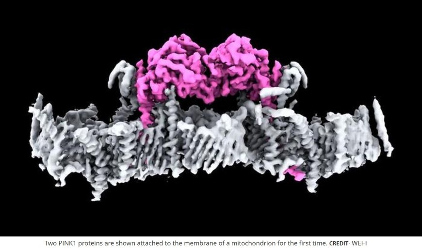 Electron microscopy of PINK1 attachment to mitochondrial membrane