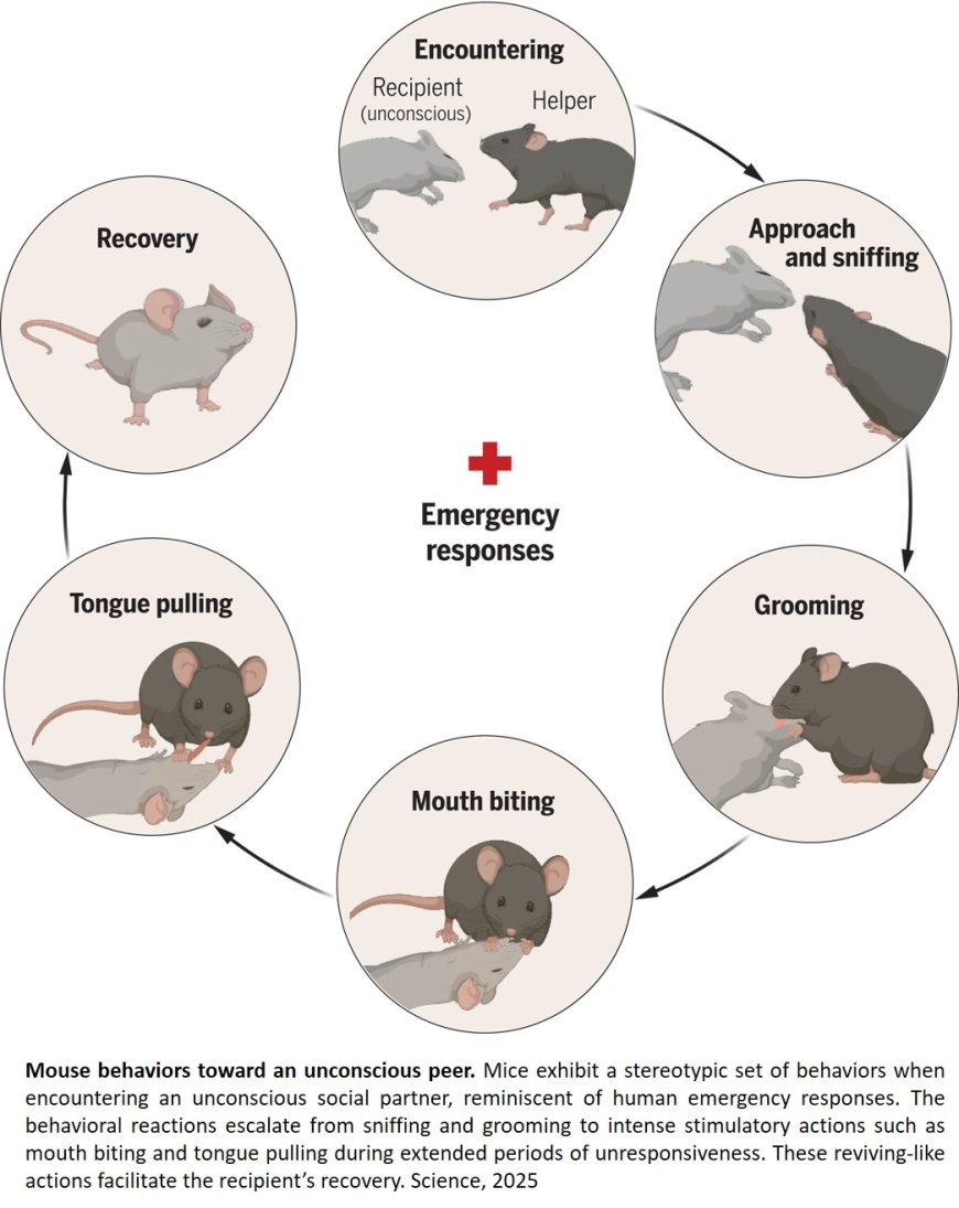 Role of oxytocin in controlling social behavior
