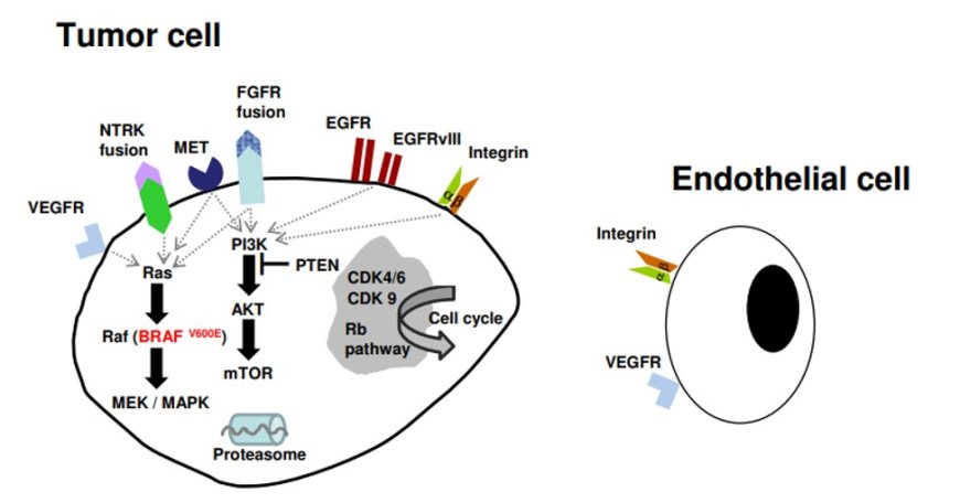 Molecular targeted therapy of glioblastoma