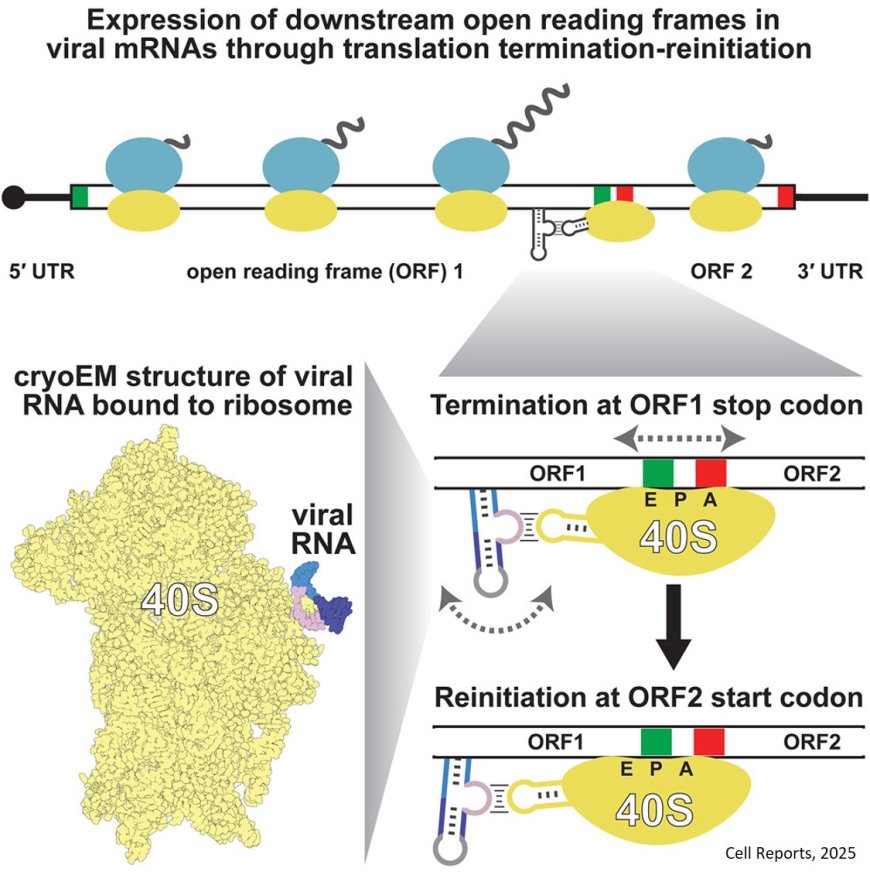 Reinitiation-stimulating element (RSE) RNAs identified!