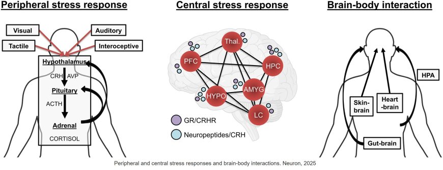 Early-life stress neurobiology