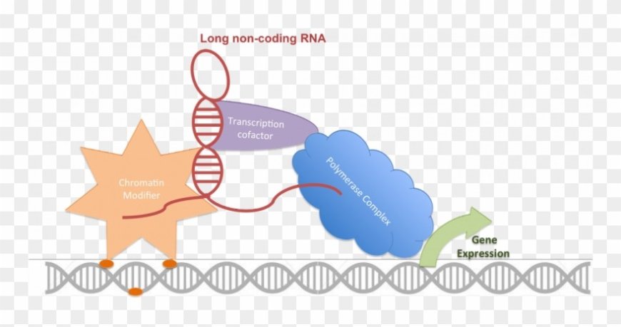 lncRNA
