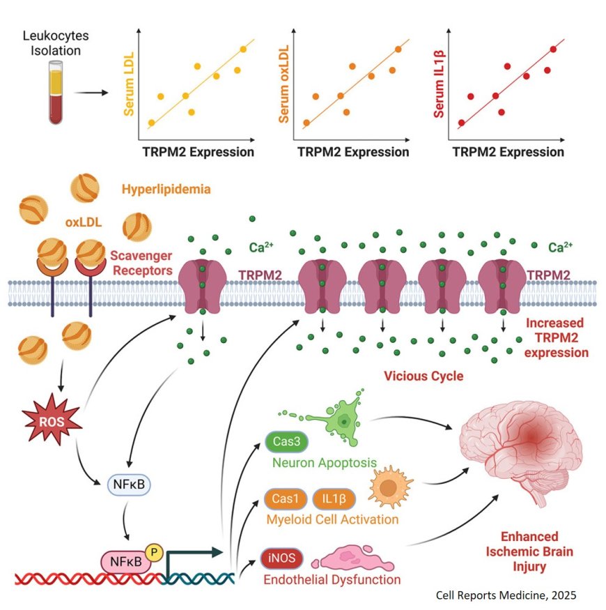 TRPM2 overactivation drives hyperlipidemia- induced dysfunction of myeloid cells and  neurovascular units