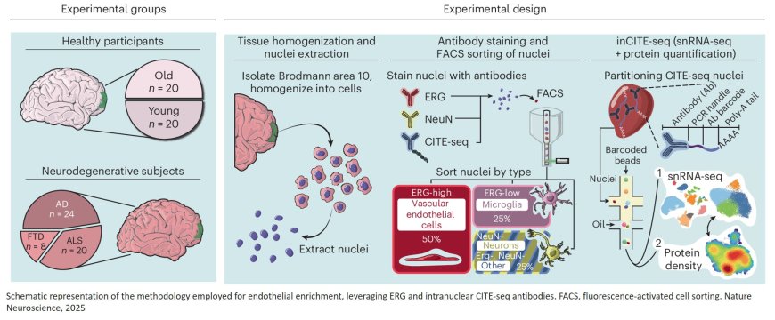 Disruption of BBB in neurodegeneration by endothelial TDP-43 depletion