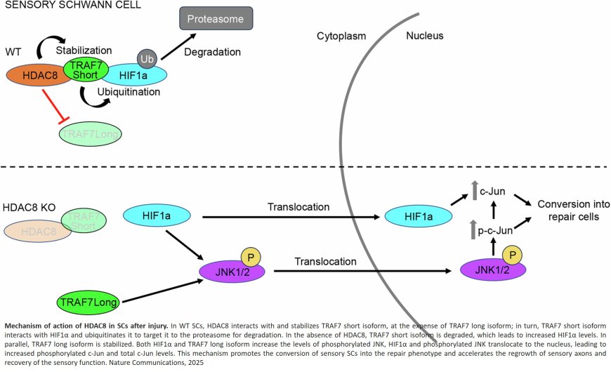 Histone deacetylase 8 regulates the conversion of sensory Schwann cells into their repair phenotype during injury