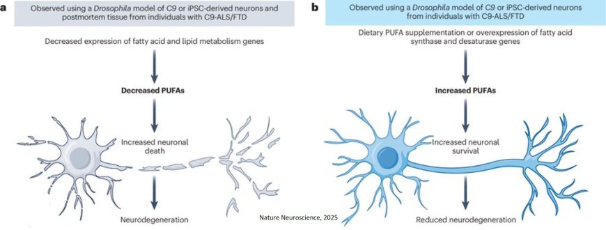 Neuronal polyunsaturated fatty acids are protective in ALS/FTD