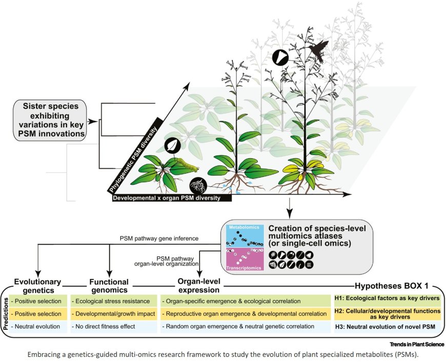 Evolution of plant specialized metabolites: beyond ecological drivers