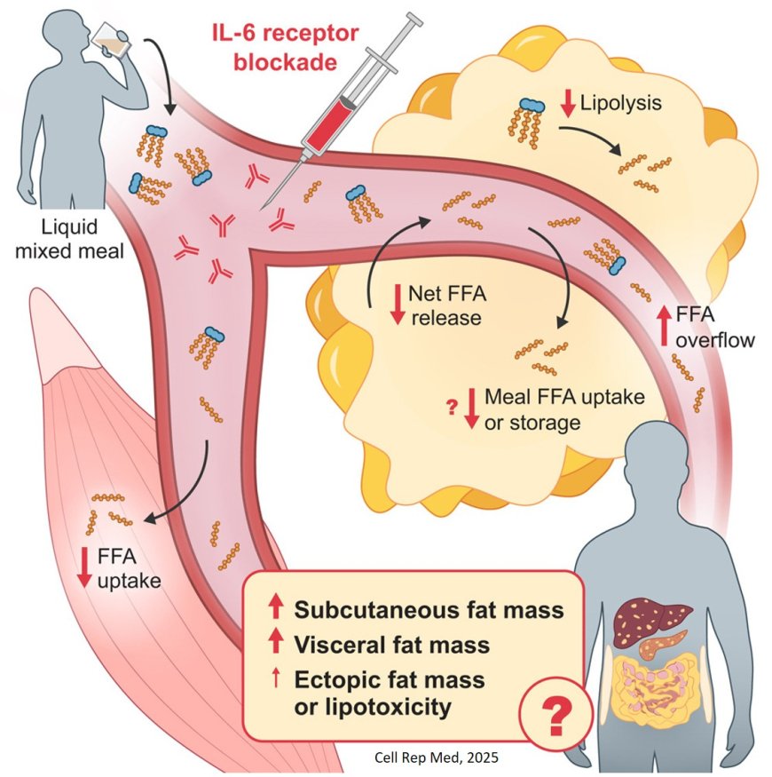 Inhibition of basal IL-6 activity promotes subcutaneous fat retention in humans during fasting and postprandial states
