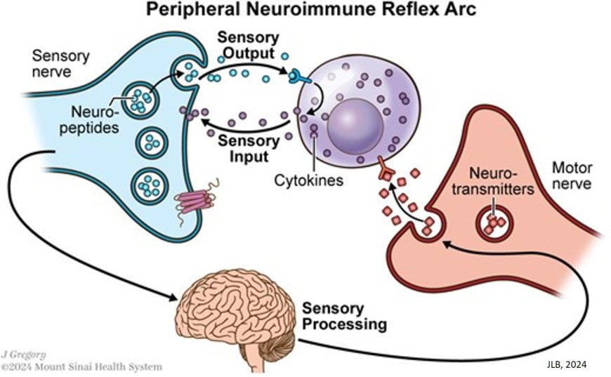 The peripheral neuroimmune system