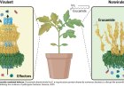 Anti-bacterial role of plant metabolite