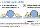 White blood cells use brute force to dislodge bacteria