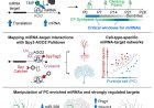 MicroRNAs guide the development of Purkinje cells