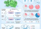 Epigenetic marker is essential for Marchantia sperm function