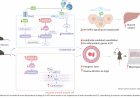 Inhibition of ceramide synthesis contributes to cardiometabolic diseases