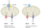 TMEM65 regulates mitochondrial calcium efflux