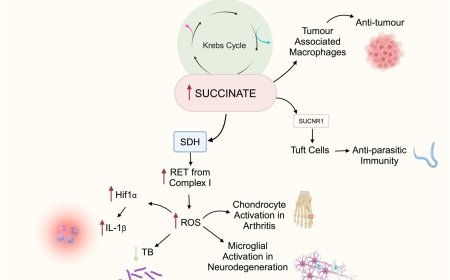 Regulating macrophages and inflammation by three Krebs cycle-linked metabolites