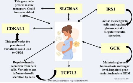 Genetic factors in Gestational Diabetes