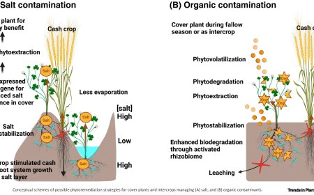 Cover plants as contaminant removers in agriculture