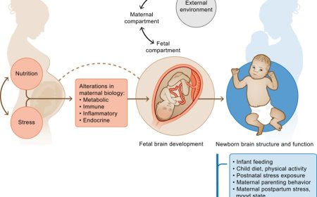 Link between Western diet during pregnancy and ADHD