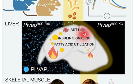 Dramatic changes in liver metabolism during fasting