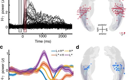 How the brain decodes changes in the pitch of our speech to shape meaning