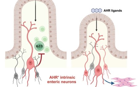How intestinal neurons act in a region-specific manner