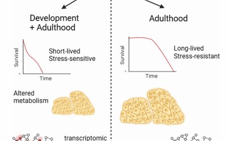 Developmental mitochondrial complex I activity determines lifespan