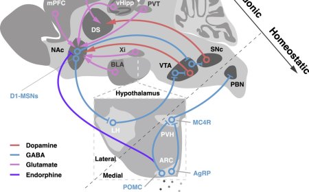 The neurobiology of overeating
