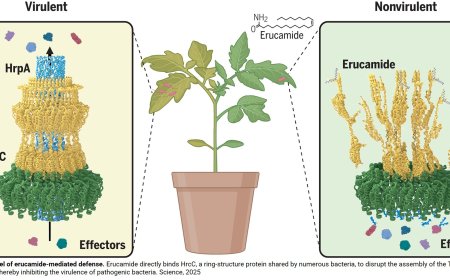 Anti-bacterial role of plant metabolite