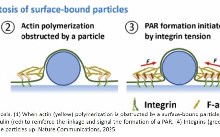 White blood cells use brute force to dislodge bacteria