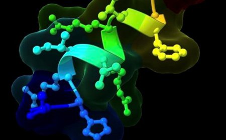 Newly discovered weight loss peptide without side effects