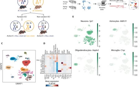 The ‘silent’ X chromosome gives the aging female brain a boost
