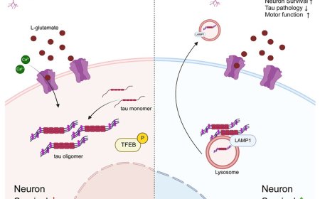 Clearing the toxic tau protein