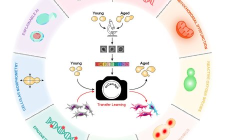 An AI tool to predict cellular age