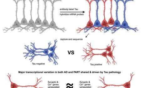 Common pathways in primary age-related tauopathy and Alzheimer’s disease