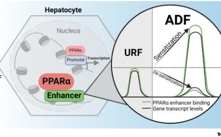 Repeated fasting alters gene expression programs!