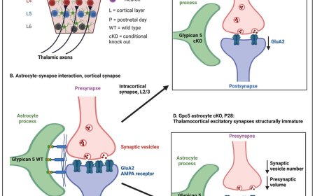 Astrocyte glypican 5 regulates synapse maturation and stabilization