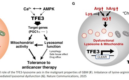 Lysosomal dysfunction strategy to treat glioblastoma