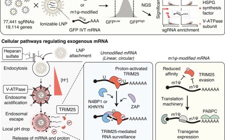 Cellular regulator of mRNA vaccine revealed!