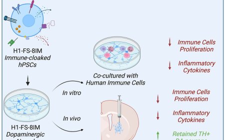 Immune evasion of human stem-cell-derived neural graft in rodent models