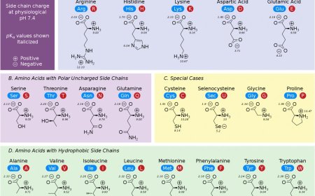 AMINO ACIDS CLASSIFICATION  AND  PROPERTIES