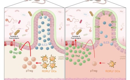 Rorgt-positive dendritic cells are required for the induction of peripheral regulatory T cells in response to oral antigens