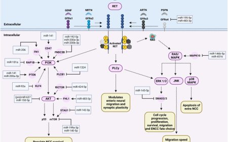 MicroRNA regulation of enteric nervous system development and disease