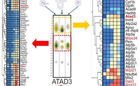 Tools for mitochondrial protein complex evaluation during remodeling