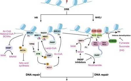 Nexus between genomic instability and metabolism in cancer
