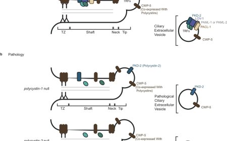 Tracking material carried by extracellular vesicles (EVs)