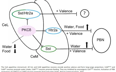 How brain circuits regulate food and water intake?