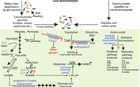 Regulation of gut microbial gene expression