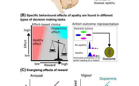 A value-based decision-making to understand disrupted motivation in Parkinson’s disease