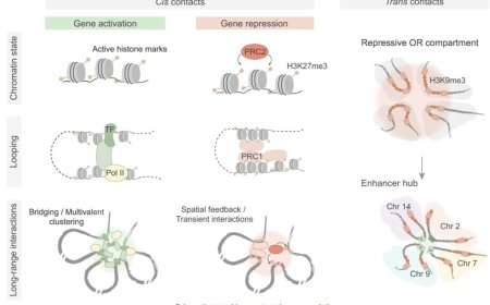 3D genome folding in epigenetic regulation and cellular memory